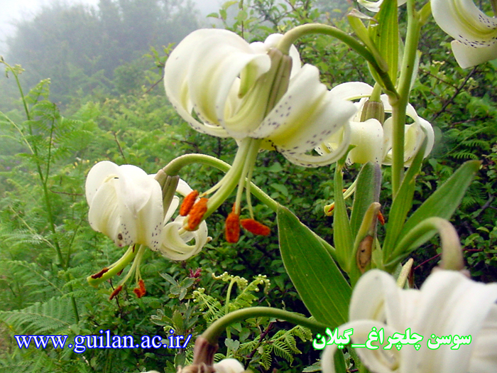 تصویر کوچک